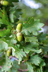 Ripe acorns on oak branches among green leaves
