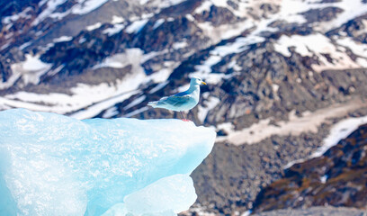 Fototapeta na wymiar Glaucous gull, Larus hyperboreus, sitting on a small iceberg in front of a glacier - Greenland