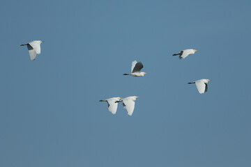 A flock of Cattle Egret, Bubulcus ibis, flying in the blue sky.