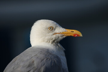 A Herring Gull, Larus argentatus, perching at the edge of a harbor. 