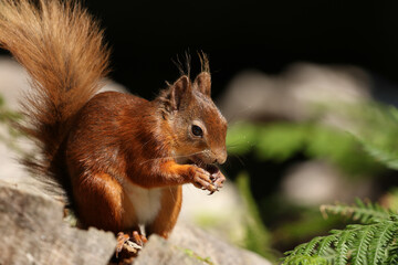 A Red Squirrel, Sciurus vulgaris, sitting on a tree stump eating a nut.
