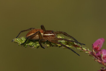 A rare hunting juvenile Raft Spider, Dolomedes fimbriatus, on a heather plant growing at the edge of a bog.