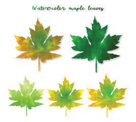 Autumn leaves isolated on white.Maple leaf vector set.Green to dry, red leaves.Autumn decoration elements
