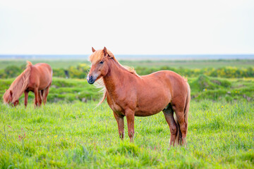 Naklejka na ściany i meble The Icelandic horse is a breed of horse developed - Iceland