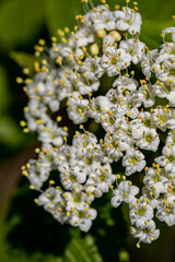 Viburnum lantana flower growing in meadow