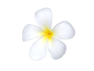 Fototapeta na wymiar Close up White Frangipani flower on white background.