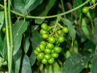 Close up green fruit of Bamboo grass.