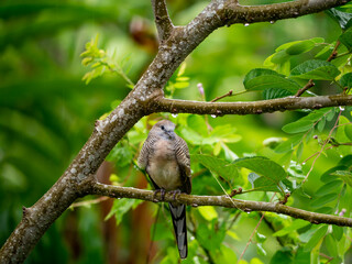 A bird perched on a branch in the rainy season.with blur background