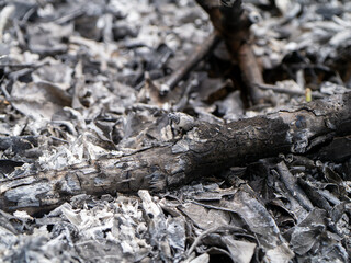 Ashes and charcoal from the burning of wood.