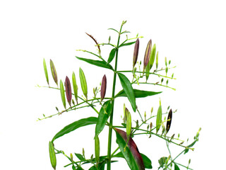 Close up Seeds on branch of The Creat plant,  Kariyat with white background.