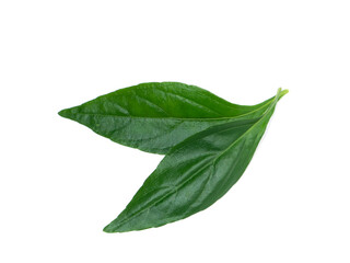 Close up The Creat plant,  Kariyat leaves with white background.