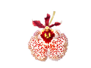 Close up Oncidium orchid flower on white background.