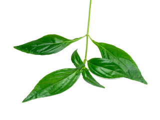 Close up The Creat plant,  Kariyat leaves with white background.