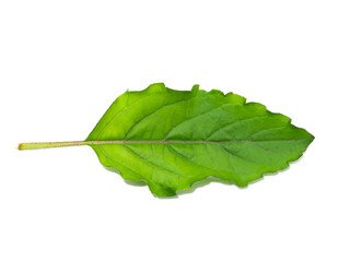 Close up Holy Basil, Sacred Basil leaves on white background.