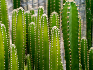 Close up green tall of cactus plant with blur background.