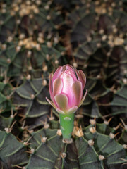 Close up blooming pink cactus flower on tree with blur cactus background.