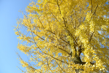 イチョウの黄葉