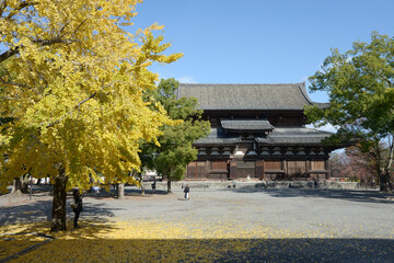 秋の東寺　金堂　京都市南区