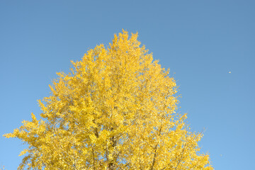 Fototapeta premium イチョウの黄葉