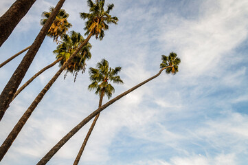 Palm trees stretch toward the sky in Southern California