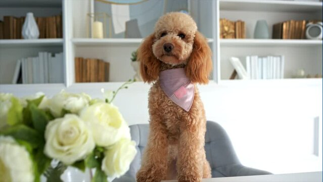 Adorable Toy Poodle Dog With Scarf in Interior of Family Home