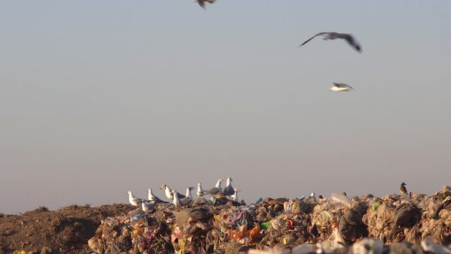 Gray-headed gulls, chimango caracaras and a great kiskadee on top of a pile of waste in a dumping ground.