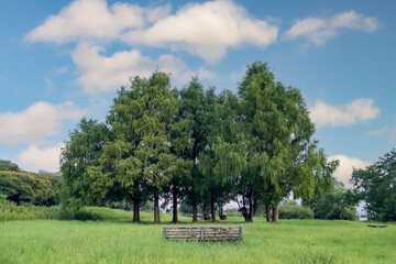 夏の琵琶湖畔の公園　木とベンチ