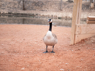 Fototapeta premium goose near creek