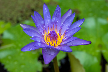 Water lily,lotus or waterlily flower in pool