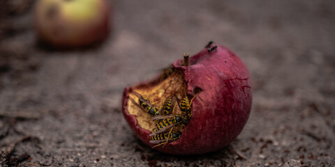 red apple being eaten by wasps