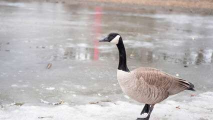 goose on snow