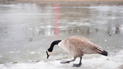goose on ice