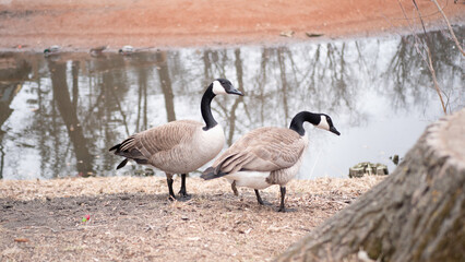 geese on the shore