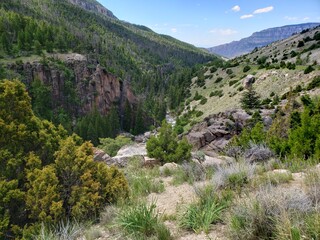 wildlife in the west