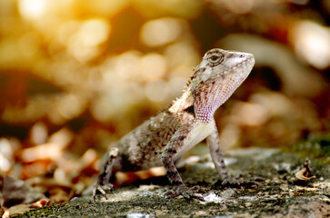 Head close up Butterfly lizard, Small-scaled lizard, Ground lizard