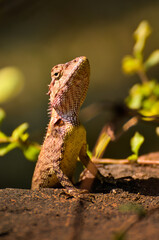 Head close up Butterfly lizard, Small-scaled lizard, Ground lizard