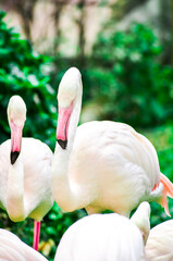 Naklejka premium Beautiful Pink Flamingo at the zoo