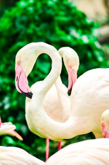 Naklejka premium Beautiful Pink Flamingo at the zoo