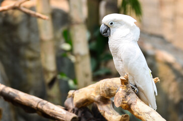Sulphur-crested Cockatoo, Cacatua galerita parrot at the zoo