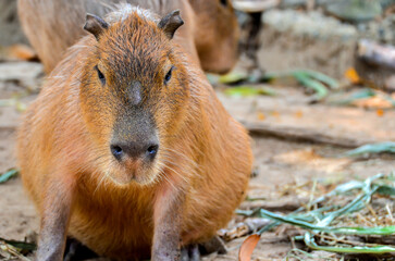 Curious capybara sniffing around, whiskers, and webbed toes. 