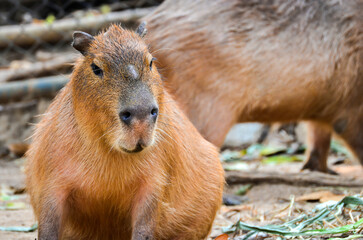 Curious capybara sniffing around, whiskers, and webbed toes. 