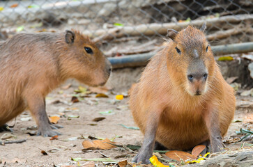 Curious capybara sniffing around, whiskers, and webbed toes. 