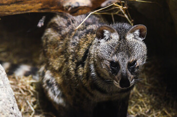 Naklejka premium Fishing cat Prionailurus viverrinus hunting