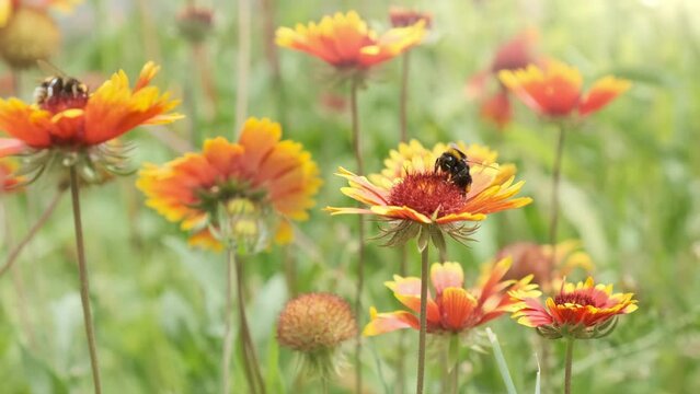 Fluffy bumblebee on summer flowers in morning sunlight. Bee collects nectar, pollen in field meadow landscape. Beautiful natural spring background of orange flowers in green grass. Static 4k video