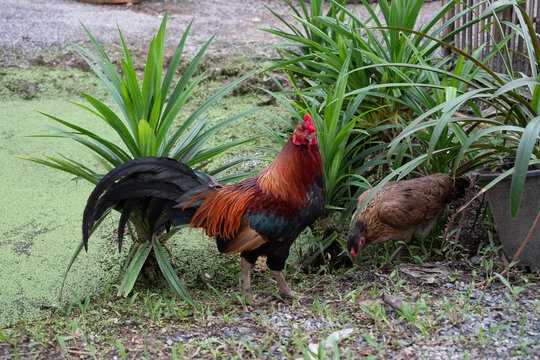 The native chickens of Thailand are growing fast.