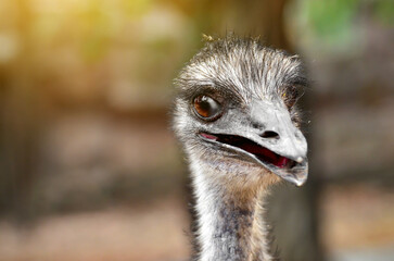 Head Ostrich close up portrait front view with blurry background