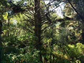 Fototapeta premium wildlife in the west