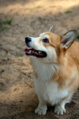Corgi at the dog show. Posing in front of the jury.
