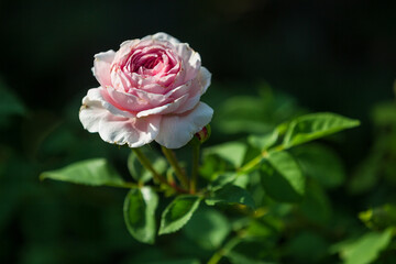 TEA ROSE