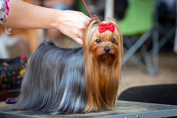 Yorkshire terrier at the dog show. Posing in front of the jury.